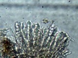 Unguiculariopsis ravenelii image