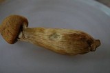 Gymnopilus viridans image