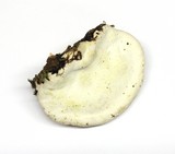 Fomitopsis mounceae image