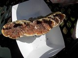 Gloeoporus dichrous image