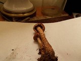 Hemistropharia albocrenulata image