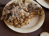 Mycena inclinata image