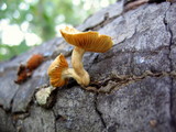 Gymnopilus aeruginosus image