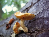 Gymnopilus aeruginosus image