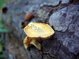 Gymnopilus aeruginosus image