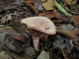 Lactarius subpurpureus image