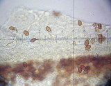 Conocybe apala image