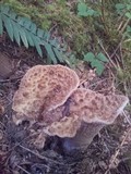 Gomphus kauffmanii image