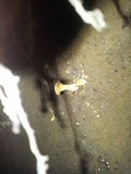 Cantharellus formosus image