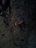 Cantharellus formosus image