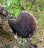 Auricularia nigricans image