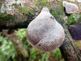 Auricularia nigricans image