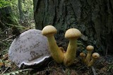 Gymnopilus viridans image