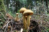 Gymnopilus viridans image