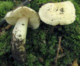 Tricholoma subresplendens image