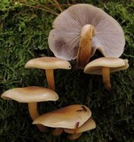 Hypholoma capnoides image
