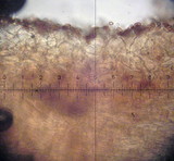 Conocybe rugosa image