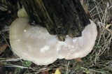 Tyromyces chioneus image