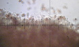 Conocybe rugosa image