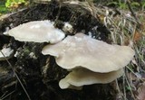 Tyromyces chioneus image