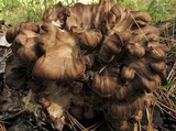 Grifola frondosa image