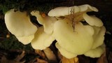 Pleurocybella porrigens image