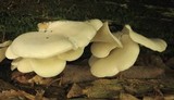 Pleurocybella porrigens image