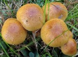 Pholiota spumosa image