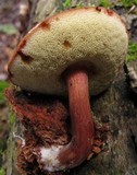 Imleria badia image