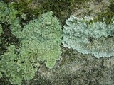 Lepraria vouauxii image