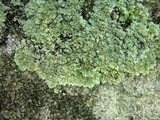Lepraria vouauxii image