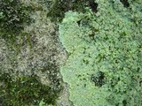 Lepraria vouauxii image