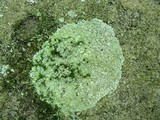 Lepraria vouauxii image