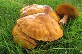 Suillus grevillei image