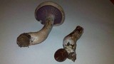 Laccaria ochropurpurea image