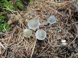 Mycena griseoviridis image