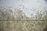 Inocybe brunnescens image