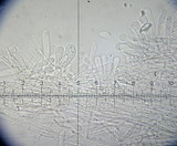 Inocybe brunnescens image