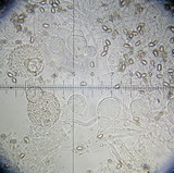 Inocybe brunnescens image
