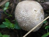 Lycoperdon pratense image