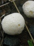 Lycoperdon pratense image