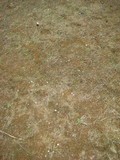 Lycoperdon pratense image
