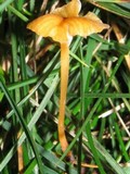 Rickenella fibula image