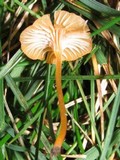 Rickenella fibula image