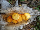 Gymnopilus aeruginosus image