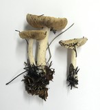 Hebeloma crustuliniforme image