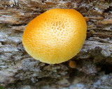 Gymnopilus aeruginosus image