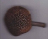 Pluteus thomsonii image