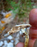 Gymnopilus aeruginosus image