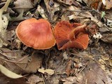 Cortinarius harrisonii image